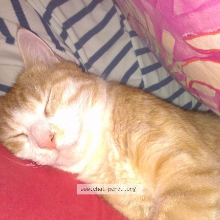 Photo 1/1 calisson Chat lost in Lyon