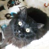 Picture of cat lost at Rennes