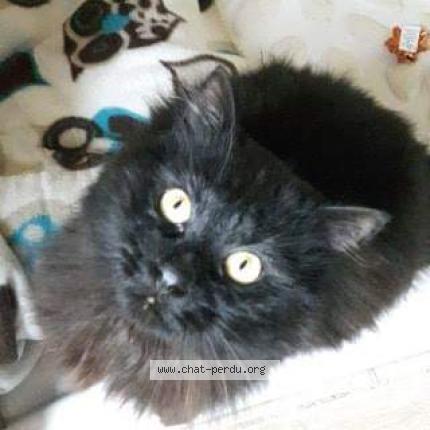 Photo 1/1 Black Moon Chat lost in Rennes