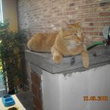 Picture of cat lost at Liege