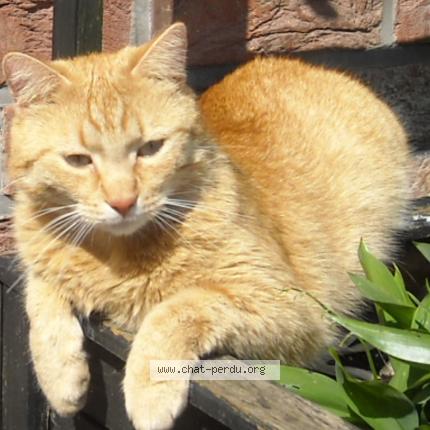 Photo 2/3 odin Chat lost in Liege