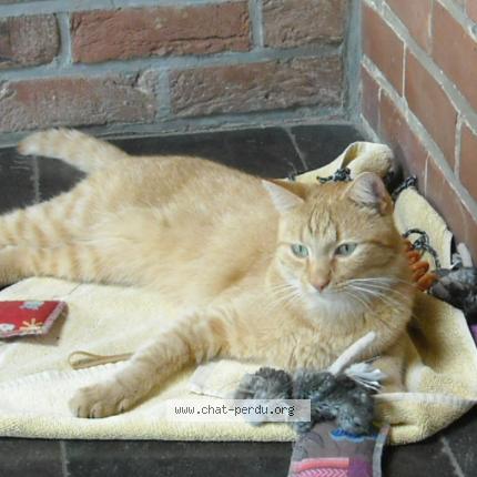 Photo 3/3 odin Chat lost in Liege