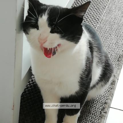 Picture of cat lost at Chateau Neuf Sur Sarthe