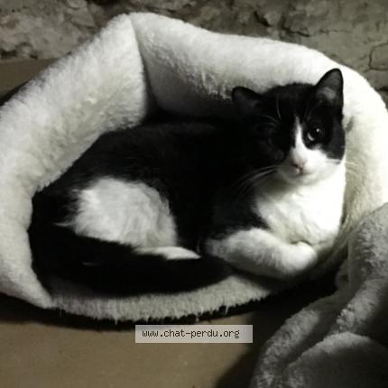Photo 1/1 Domino Chat lost in Belfort du quercy