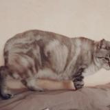 Picture of cat lost at Saint Medard En Jalles