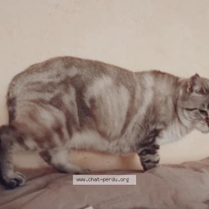 Photo 1/1 Mina Chat lost in Saint medard en jalles