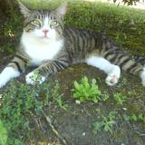 Picture of cat lost at Hauterive