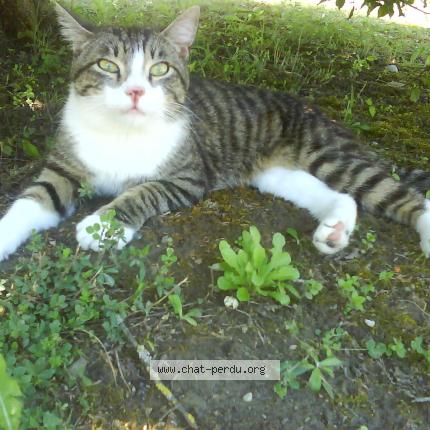 Photo 1/1 LALLA Chat lost in Hauterive