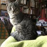 Picture of cat lost at Le Cannet Rocheville