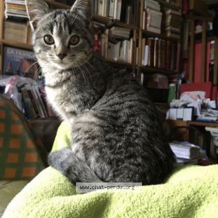 Photo 1/1 Kili Chat lost in Le cannet rocheville