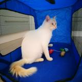 Picture of cat lost at Laplume