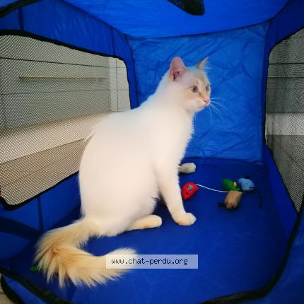 Photo 1/1 OSLO Chat lost in Laplume