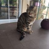 Picture of cat lost at Cenac