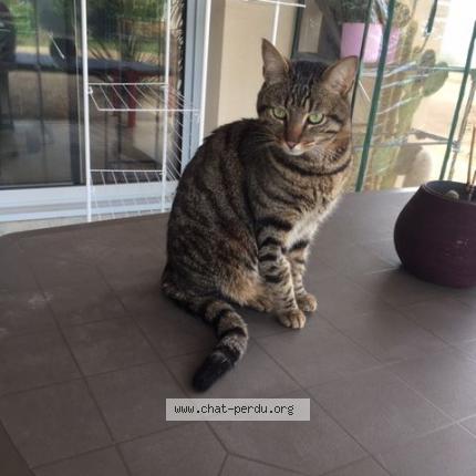 Photo 1/1 Loki Chat lost in Cenac