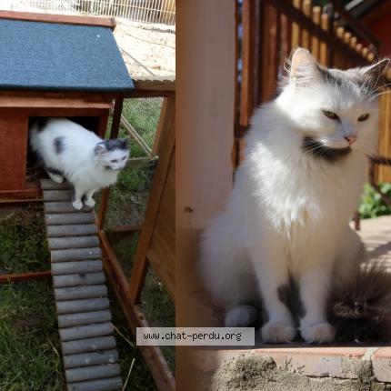 Photo 1/1 Shadow Chat lost in Notre dame de riez