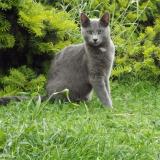 Picture of cat lost at Laneuveville Devant Nancy