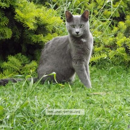 Photo 1/1 Gribouille Chat lost in Laneuveville devant nancy