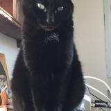 Picture of cat lost at Sens