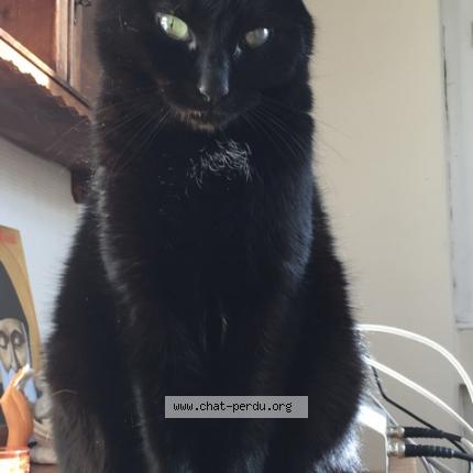 Photo 1/1 Câlin Chat lost in Sens