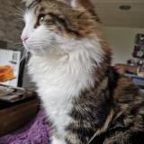 Picture of cat lost at Plenee Jugon