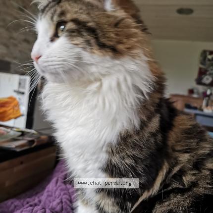 Photo 1/1 L&eacute;on Chat lost in Plenee jugon