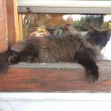 Picture of cat lost at Kintzheim