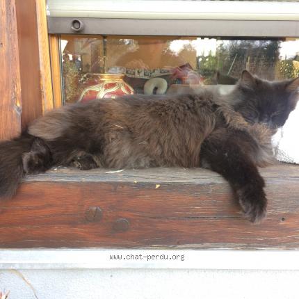 Photo 1/1 Elya Chat lost in Kintzheim