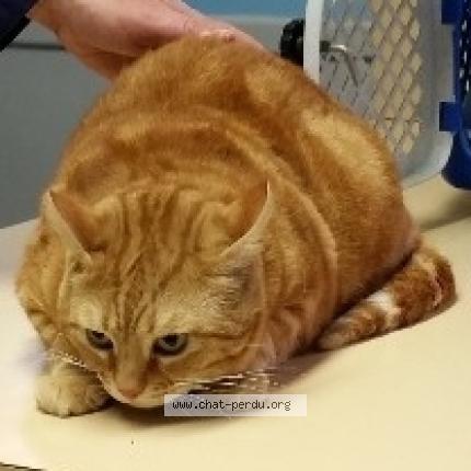 Photo 1/1 Oliver Chat lost in Coulommiers