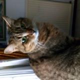 Picture of cat lost at Le Vigan