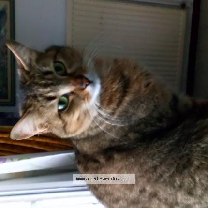 Photo 1/1 Mimi Chat lost in Le vigan