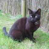 Picture of cat lost at Mayenne