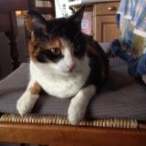 Picture of cat lost at Boulogne La Grasse