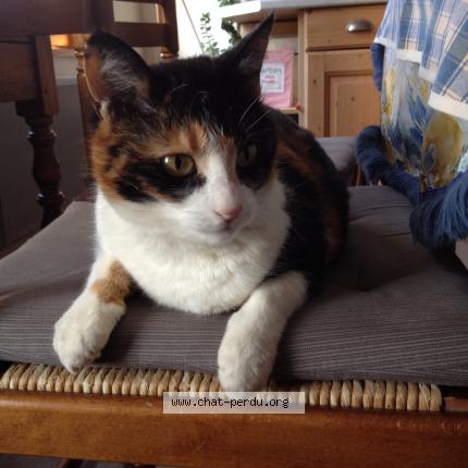 Photo 1/1 Galia Chat lost in Boulogne la grasse