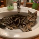 Picture of cat lost at Savigny Le Temple