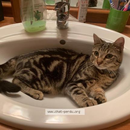 Photo 1/1 Orph&eacute;e Chat lost in Savigny le temple