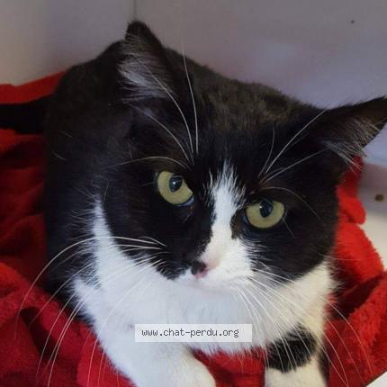 Photo 1/1 Hemera Chat lost in Jouy sous thelle