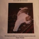 Picture of cat lost at Saran Orleans