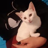 Picture of cat lost at Toulon