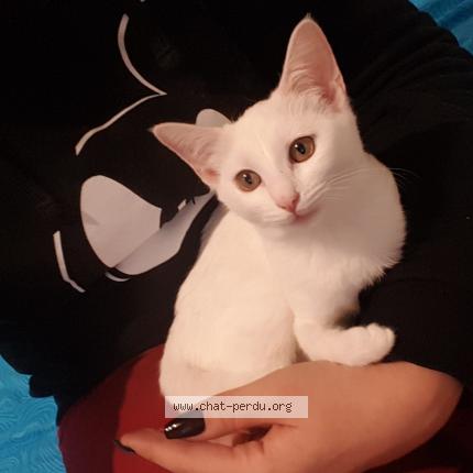 Photo 1/1 Shamallow Chat lost in Toulon