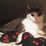 Picture of cat lost at Nantes