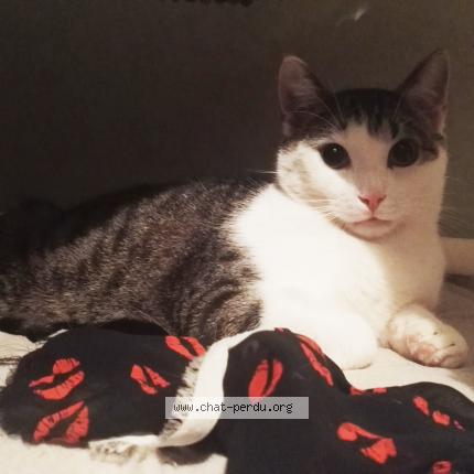 Photo 1/1 Mapucho Chat lost in Nantes