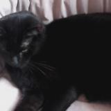 Picture of cat lost at Rosny Sous Bois