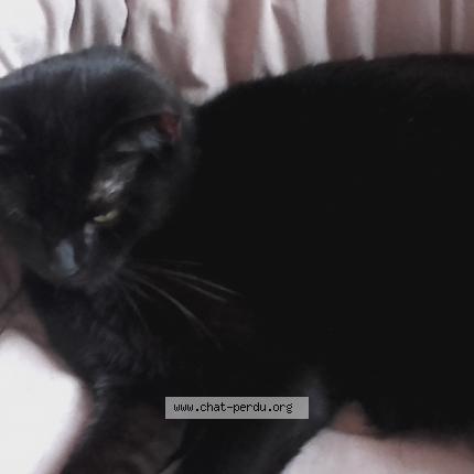 Photo 2/2 Lucky Chat lost in Rosny sous bois