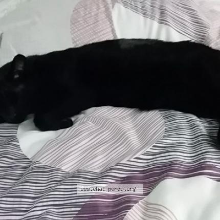 Photo 1/1 Tipex Chat lost in Le mans