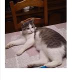 Picture of cat lost at Aulnoye Aymeries