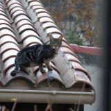 Picture of cat lost at Allauch