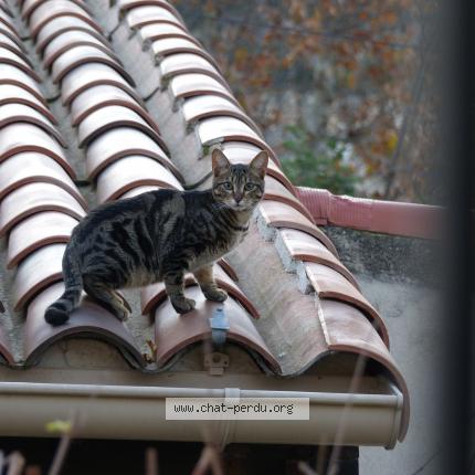 Photo 1/1 Koda Chat lost in Allauch