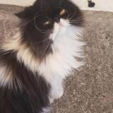 Picture of cat lost at Lons C