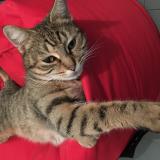 Picture of cat lost at Chateau Gontier