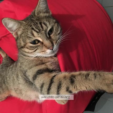 Photo 1/1 R&eacute;gine Chat lost in Chateau gontier